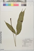 伊藤氏原始觀音座蓮藏品圖，第1張