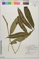 伊藤氏原始觀音座蓮藏品圖，第1張