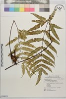 蓬萊鳳尾蕨藏品圖，第1張