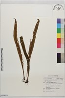劍葉鐵角蕨、箭葉鐵角蕨藏品圖，第1張