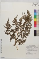 微彎假複葉耳蕨藏品圖，第1張