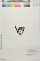 毛禾葉蕨藏品圖，第1張