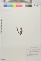 姬荷包蕨藏品圖，第1張