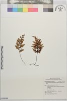 台灣蕗蕨藏品圖，第1張