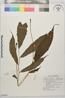 頂芽新月蕨藏品圖，第1張