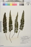 菲律賓厚葉蕨藏品圖，第1張
