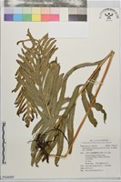 水社擬茀蕨、長葉星蕨藏品圖，第1張