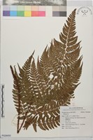 登錄號:P028400藏品圖，第1張