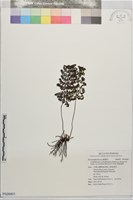 寬葉瓶蕨藏品圖，第1張