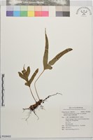掌葉茀蕨藏品圖，第1張