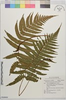 非洲茯蕨藏品圖，第1張