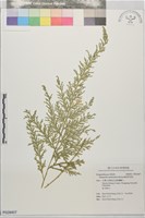 擬密葉卷柏藏品圖，第1張