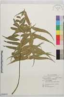蘭嶼鐵角蕨藏品圖，第1張