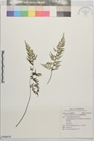 細葉鱗始蕨藏品圖，第1張