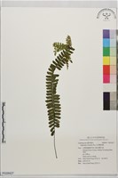 生芽鐵角蕨藏品圖，第1張