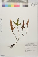 松田氏石葦藏品圖，第1張