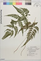 日本蹄蓋蕨藏品圖，第1張