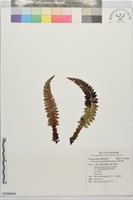 尖葉耳蕨藏品圖，第1張
