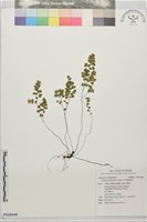 月芽鐵線蕨藏品圖，第1張