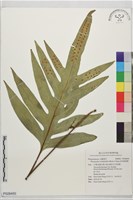 海岸擬茀蕨藏品圖，第1張