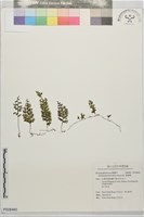 厚壁蕨藏品圖，第1張