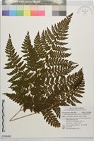 毛孢擬複葉耳蕨藏品圖，第1張