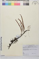擬芨瓦葦藏品圖，第1張