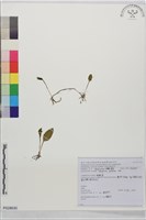 鈍頭瓶爾小草、狹葉瓶爾小草藏品圖，第1張