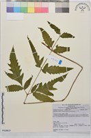 蛇脈三叉蕨藏品圖，第1張