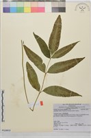 細柄雙蓋蕨藏品圖，第1張