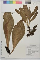 登錄號:P028633藏品圖，第1張
