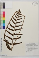 尾葉實蕨藏品圖，第2張