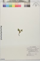 萬年松藏品圖，第1張