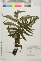 廣葉深山雙蓋蕨藏品圖，第1張