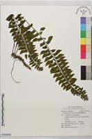 綠柄剪葉鐵角蕨藏品圖，第1張