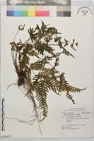 天草鳳尾蕨藏品圖，第1張