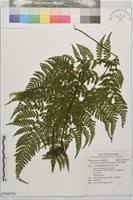 碗蕨藏品圖，第1張