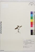 姬鐵角蕨藏品圖，第1張