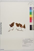 裸柄蕗蕨藏品圖，第1張