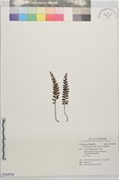 日本鱗始蕨藏品圖，第1張