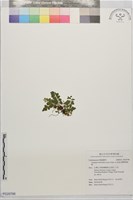 圓葉陵齒蕨藏品圖，第1張