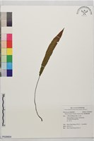 單葉雙蓋蕨藏品圖，第1張