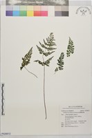 細葉鱗始蕨藏品圖，第1張