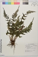 天草鳳尾蕨藏品圖，第1張