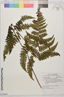 韓氏桫欏藏品圖，第1張