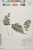 七星山蹄蓋蕨藏品圖，第1張
