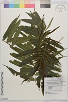 海南實蕨藏品圖，第1張