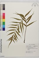蘭嶼鐵角蕨藏品圖，第1張