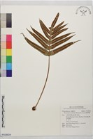 掌葉茀蕨藏品圖，第1張