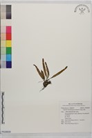瓦葦藏品圖，第1張